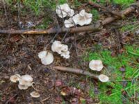 Clitocybe fragrans Ädelgransplanteringen, Toarp, Malmö, Skåne, Sweden 20231113_0055