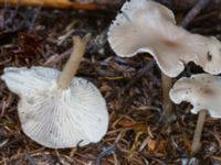 Clitocybe fragrans Ädelgransplanteringen, Toarp, Malmö, Skåne, Sweden 20231113_0056