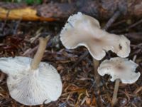 Clitocybe fragrans Ädelgransplanteringen, Toarp, Malmö, Skåne, Sweden 20231113_0057