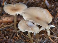 Clitocybe fragrans Ädelgransplanteringen, Toarp, Malmö, Skåne, Sweden 20231113_0058