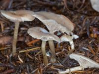 Clitocybe fragrans Ädelgransplanteringen, Toarp, Malmö, Skåne, Sweden 20231113_0059