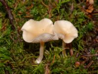 Clitocybe fragrans 950 m SSV Ludaröd, Tomelilla, Skåne, Sweden 20181124_0122