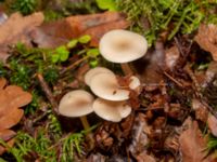 Clitocybe fragrans 950 m SSV Ludaröd, Tomelilla, Skåne, Sweden 20181124_0123