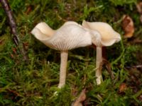 Clitocybe fragrans 950 m SSV Ludaröd, Tomelilla, Skåne, Sweden 20181124_0124