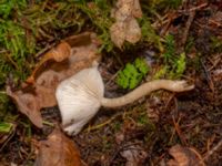 Clitocybe fragrans 950 m SSV Ludaröd, Tomelilla, Skåne, Sweden 20181124_0125