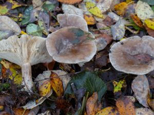 Clitocybe nebularis - Pudrad trattskivling