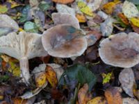 Clitocybe nebularis Korsaröd, Höör, Skåne, Sweden 20211103_0105