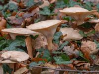 Clitocybe nebularis Själlandstorget, Pildammsparken, Malmö, Skåne, Sweden 20231216_0002