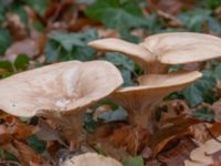 Clitocybe nebularis Själlandstorget, Pildammsparken, Malmö, Skåne, Sweden 20231216_0003