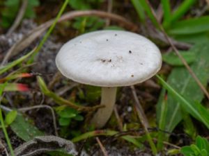 Clitocybe rivulosa - Fool's Funnel - Gifttrattskivling