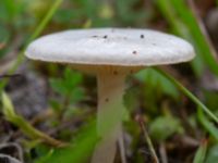 Clitocybe rivulosa Sandheden, Klagshamns udde, Malmö, Skåne, Sweden 20231010_0060