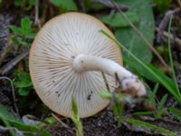 Clitocybe rivulosa Sandheden, Klagshamns udde, Malmö, Skåne, Sweden 20231010_0062