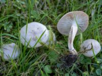 Clitocybe rivulosa St Pauli mellersta kyrkogård, Malmö, Skåne, Sweden 20240929_0115