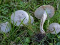 Clitocybe rivulosa St Pauli mellersta kyrkogård, Malmö, Skåne, Sweden 20240929_0116