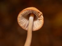 Conocybe subpubescens Beijers park, Malmö, Skåne, Sweden 20241015_0015