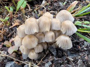 Coprinellus disseminatus - Fairy Inkcap Mushroom - Stubbläcksvamp