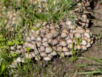 Coprinellus disseminatus Mellean hus 93 och 100, Potatisåkern, Malmö, Skåne, Sweden 20230904_0088