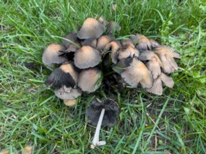 Coprinellus micaceus - Glistening Inkcap Mushroom - Glitterbläcksvamp