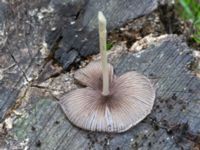 Coprinellus micaceus Eket, Toarp, Malmö, Skåne, Sweden 20230726_0218