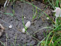 Coprinopsis lagopus Fuktängen, Klagshamns udde, Malmö, Skåne, Sweden 20241027_0022