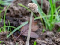 Coprinopsis lagopus Fuktängen, Klagshamns udde, Malmö, Skåne, Sweden 20241027_0024