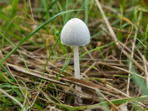 Coprinopsis nivea - Snowy Inkcap - Snövit bläcksvamp