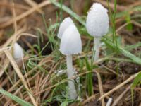 Coprinopsis nivea Kreatursvadet, Tygelsjö ängar, Malmö, Skåne, Sweden 20241027_0058