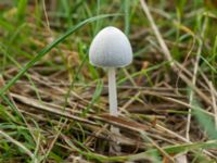 Coprinopsis nivea Tygelsjö ängar, Malmö, Skåne, Sweden 20190929_0062