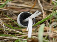 Coprinopsis nivea Tygelsjö ängar, Malmö, Skåne, Sweden 20190929_0063