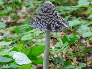 Coprinopsis picacea - Magpie Inkcap - Rutbläcksvamp