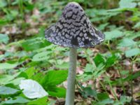 Coprinopsis picacea Hunneröds mosse, Svedala, Skåne, Sweden 20160717_0039