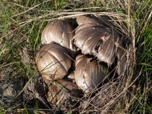 Coprinus atramentarius - Common Ink Cap - Grå bläcksvamp