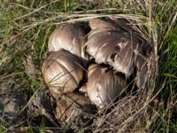 Coprinus atramentarius Ribersborg, Malmö, Skåne, Sweden 20150408_0041