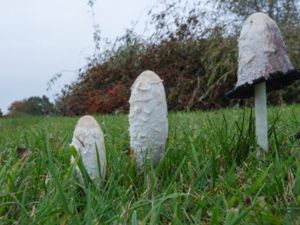 Coprinus comatus - Shaggy Ink Cap - Fjällig bläcksvamp