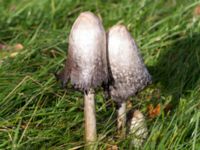 Coprinus comatus Katrinetorp, Malmö, Skåne, Sweden 20151114_0039