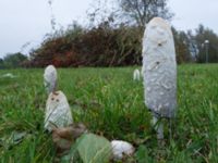 Coprinus comatus Strandhem, Bunkeflo strandängar, Malmö, Skåne, Sweden 20191020_0025