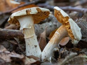 Cortinarius barbatus - Vitspindling