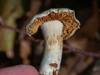 Cortinarius barbatus Östra kyrkogården, Malmö, Skåne, Sweden 20230819_0014