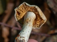 Cortinarius barbatus Östra kyrkogården, Malmö, Skåne, Sweden 20230819_0015