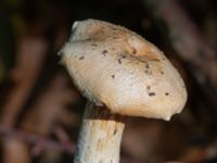 Cortinarius barbatus Östra kyrkogården, Malmö, Skåne, Sweden 20230819_0016