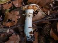 Cortinarius barbatus Östra kyrkogården, Malmö, Skåne, Sweden 20230819_0018