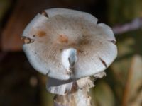 Cortinarius barbatus Östra kyrkogården, Malmö, Skåne, Sweden 20230819_0019