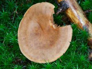 Cortinarius caninus - Granspindling