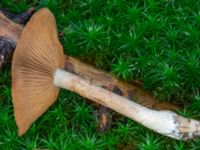 Cortinarius caninus Ädelgransplanteringen, Toarp, Malmö, Skåne, Sweden 20231113_0021