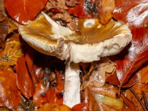 Cortinarius largus - Big-Bellied Webcap - Lundspindling