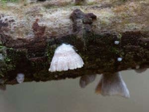 Crepidotus cesatii