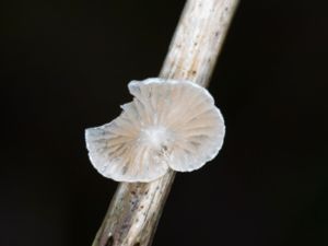 Crepidotus luteolus - Yellowish Oysterling - Gulmussling