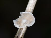 Crepidotus luteolus Bulltoftaparken, Malmö, Skåne, Sweden 20231119_0008