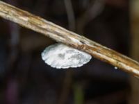 Crepidotus luteolus Bulltoftaparken, Malmö, Skåne, Sweden 20231119_0012