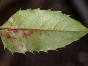 Cumminsiella mirabilissima - Mahonia Rust - Mahoniarost